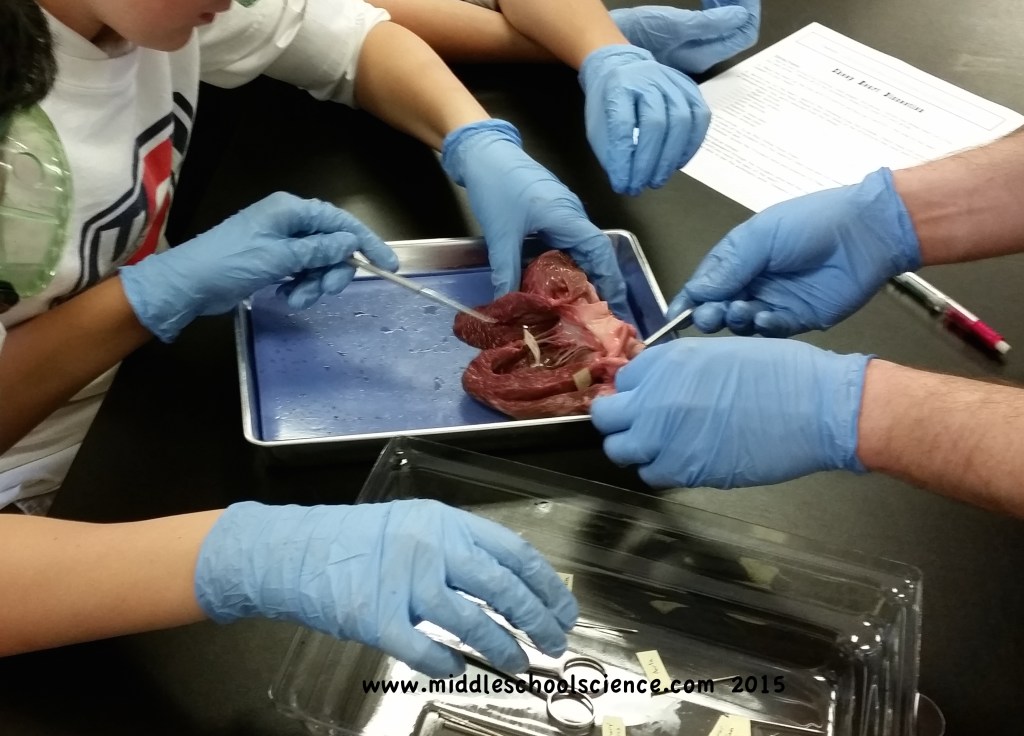 Sheep Heart Dissection