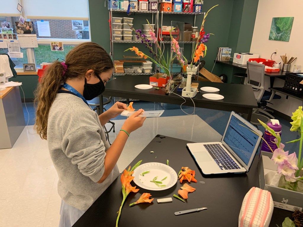 Gladiolus Flower Dissection